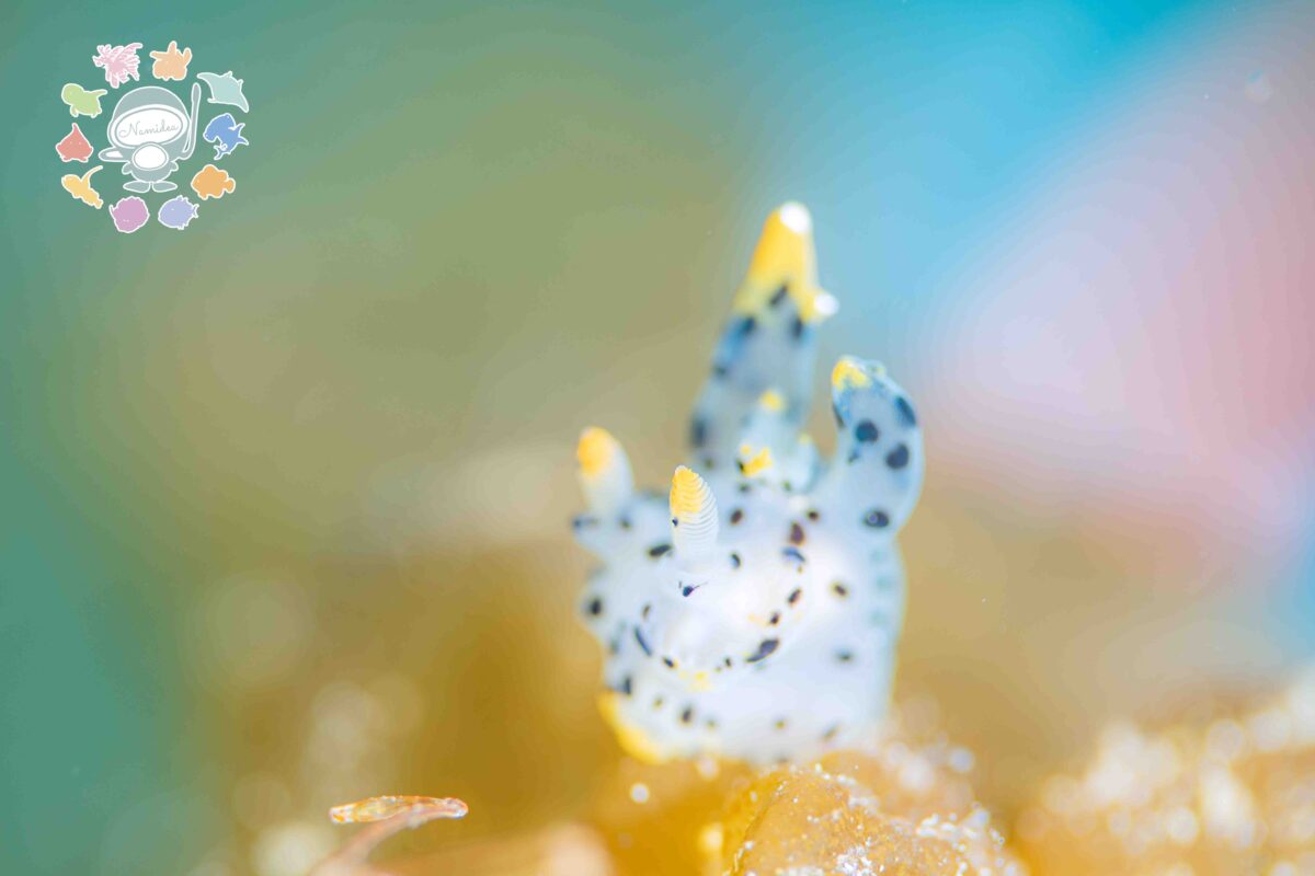 Namidea 三寒四温の季節🌸