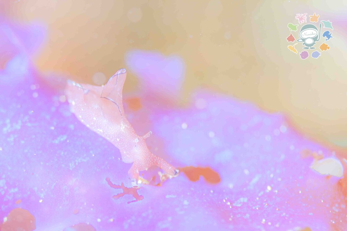 Namidea ポカポカ陽気の日曜日！