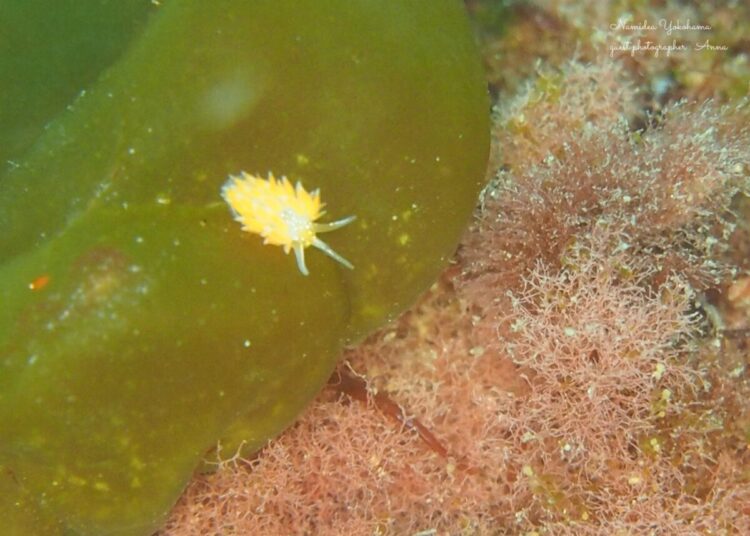 葉山　アカエラミノウミウシ