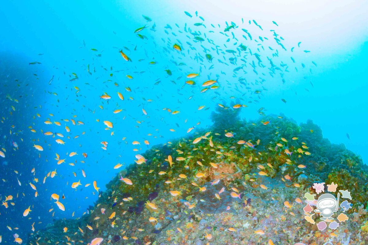 Namidea 快晴の木曜日！