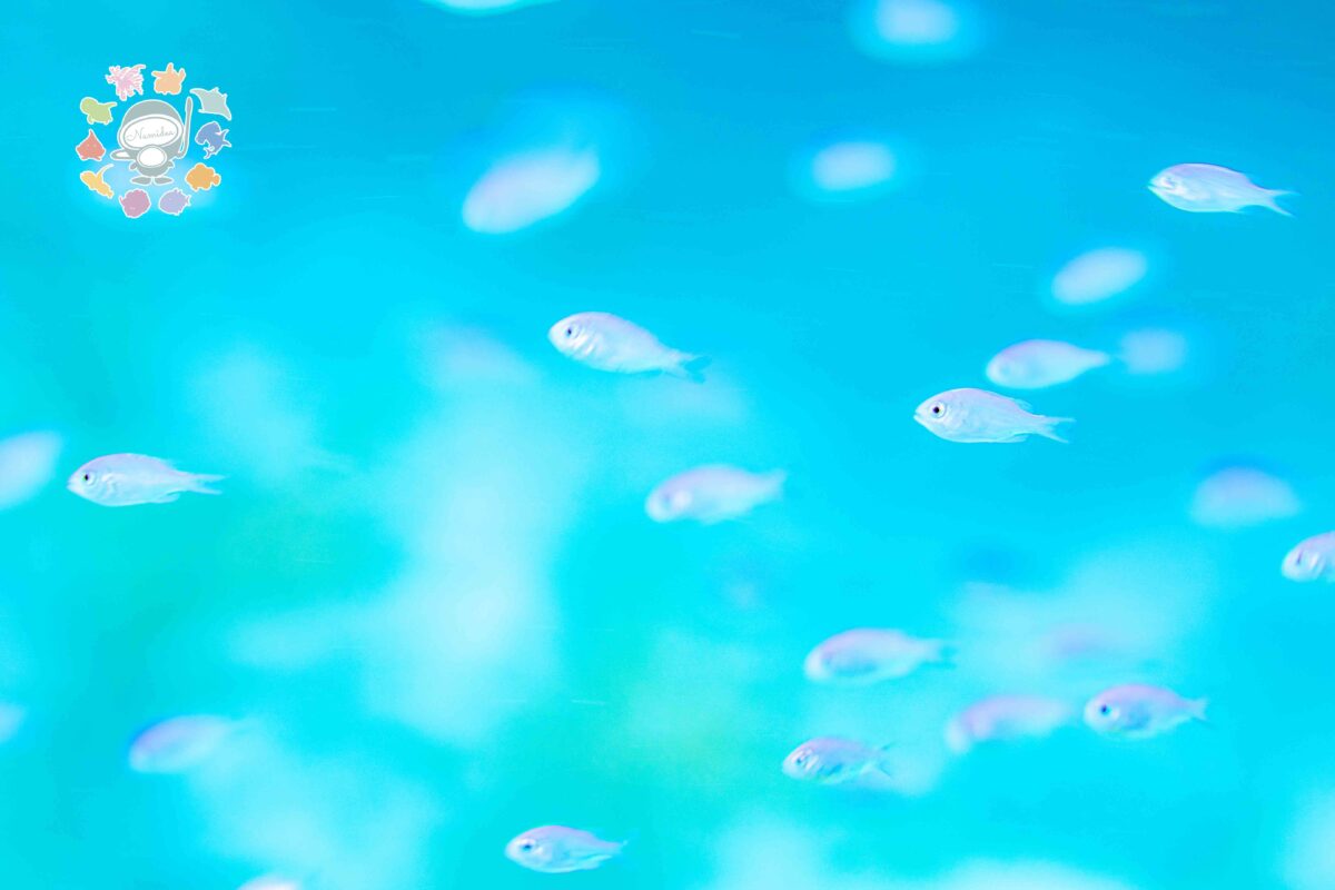 Namidea 新しい週の始まり！