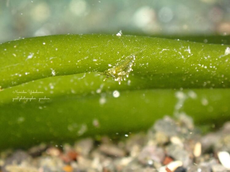 ミドリアマモウミウシ