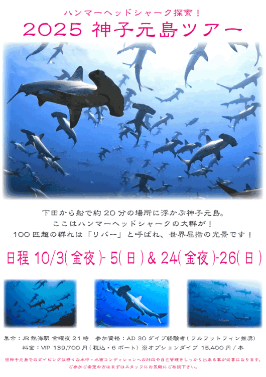 Namidea 秋の黒潮ハンマー神子元島ツアー！