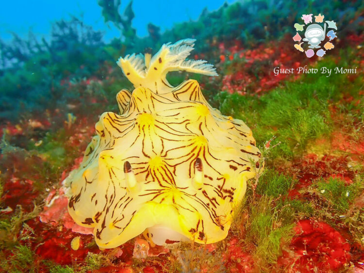 Namidea 2025GW大島の思い出👍