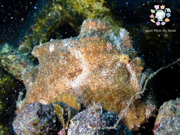 Namidea 2025GW大島の思い出👍