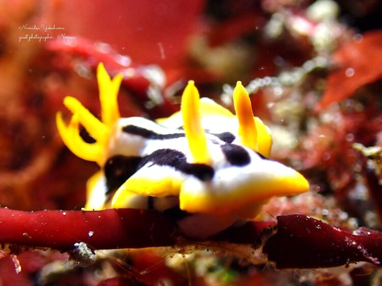 伊豆大島・秋の浜
キベリクロスジウミウシ
