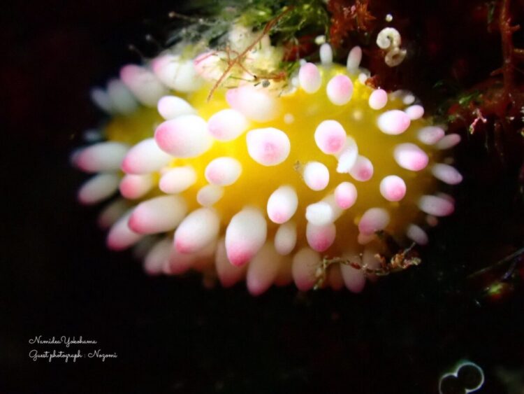 伊豆大島・秋の浜
イガグリウミウシ