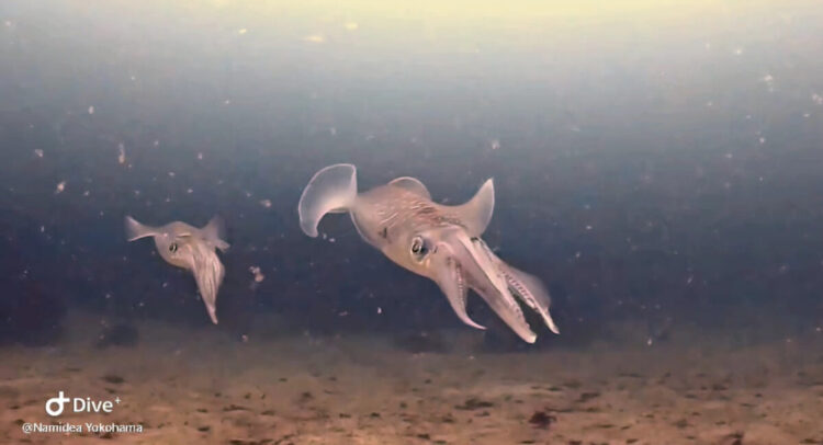 Namidea 引き続き城ヶ島でアップデート&初島でアオリイカツアー開催🦑🦑🦑