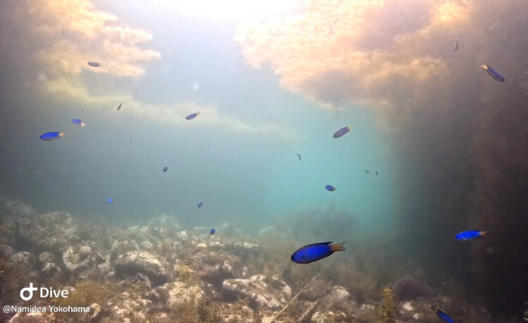 Namidea 平沢ビーチで海中林探索ツアー開催❗️🌲🌲🌲