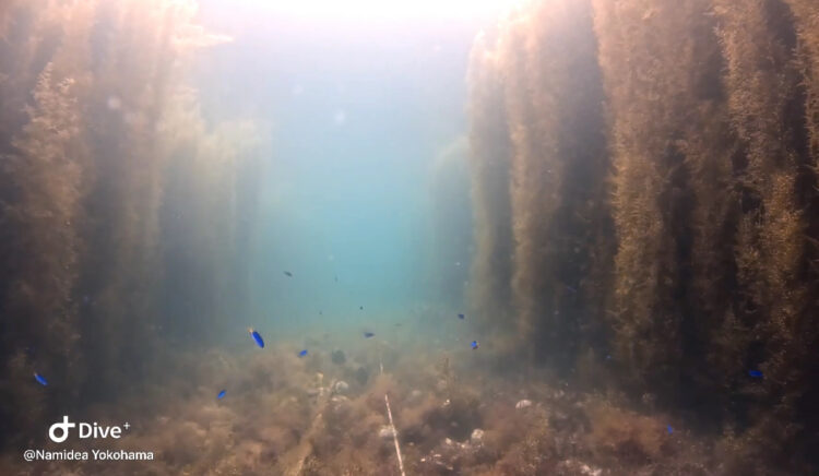 Namidea 平沢ビーチで海中林探索ツアー開催❗️🌲🌲🌲