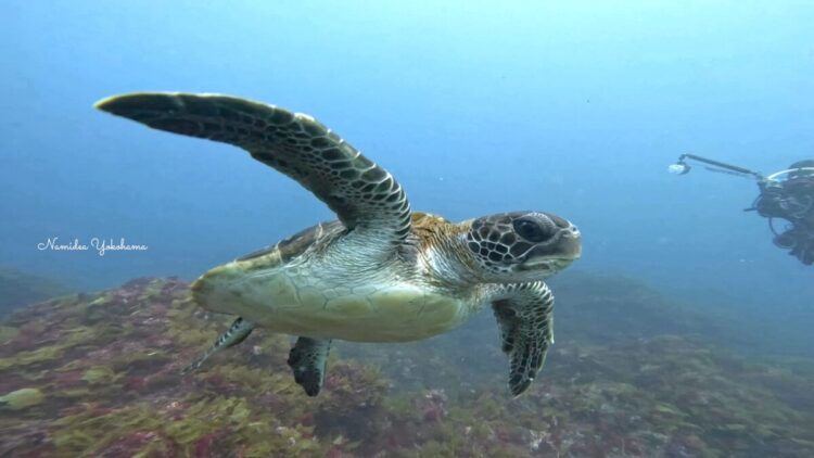 伊豆大島ツアー ケイカイ