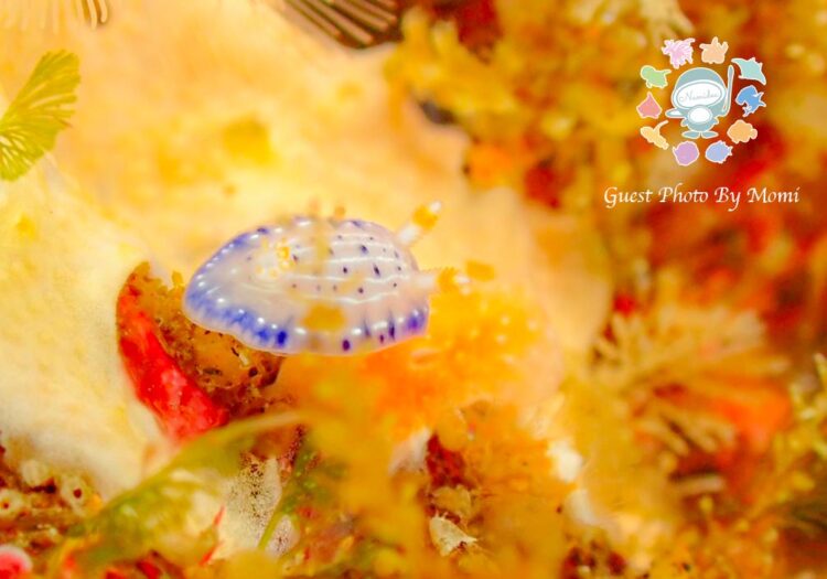 Namidea 2025GW大島の思い出👍