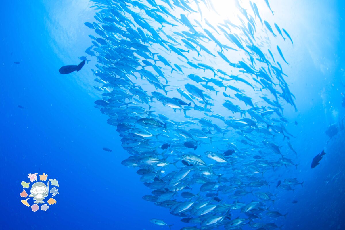 Namidea 今週はプール&ビーチツアー！