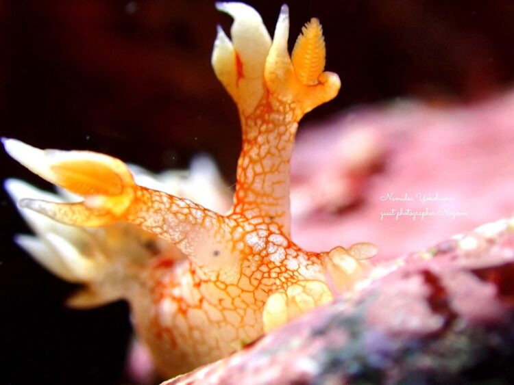 伊豆大島・秋の浜
ヤマトユビウミウシ