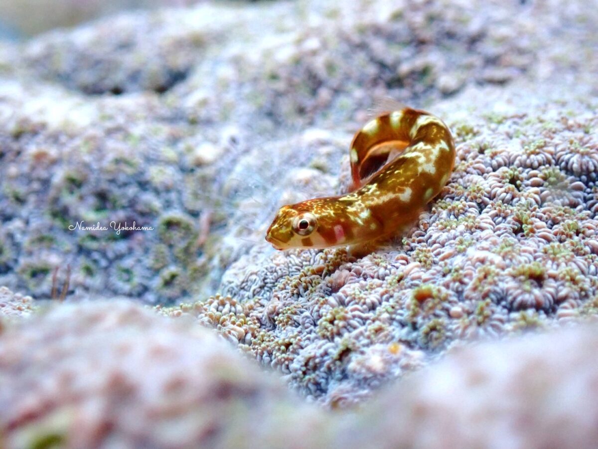 伊豆大島・秋の浜 メシマウバウオ