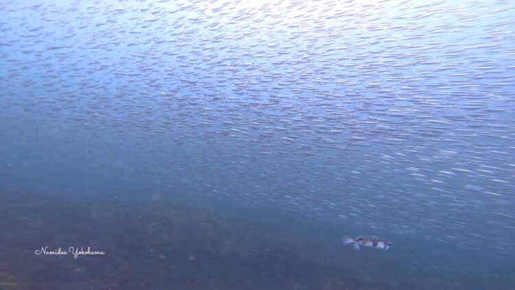 伊豆大島・秋の浜