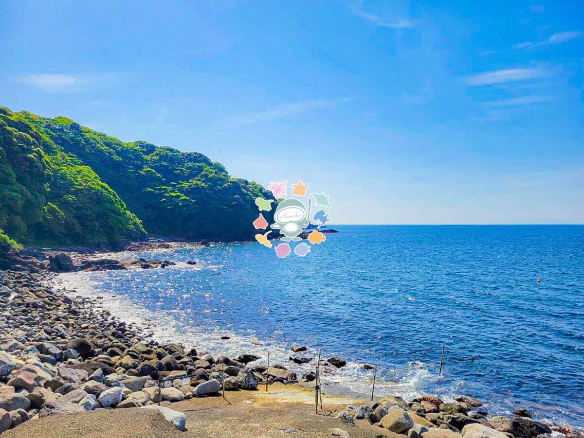 Namidea 今日からライセンス講習開催！