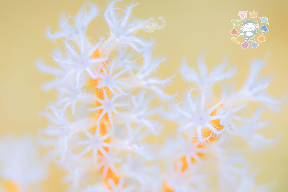 Namidea 華金スタート！