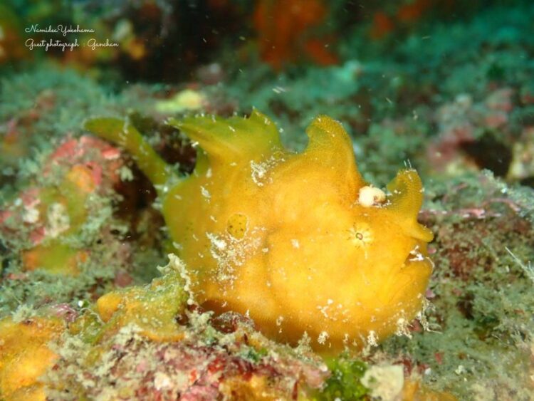 葉山　カエルアンコウ