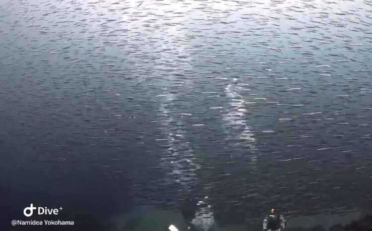 Namidea 6月スタート!