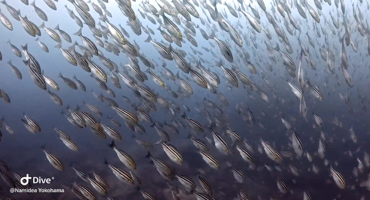 Namidea 2025押切JAPAN🇯🇵シーズンイン！