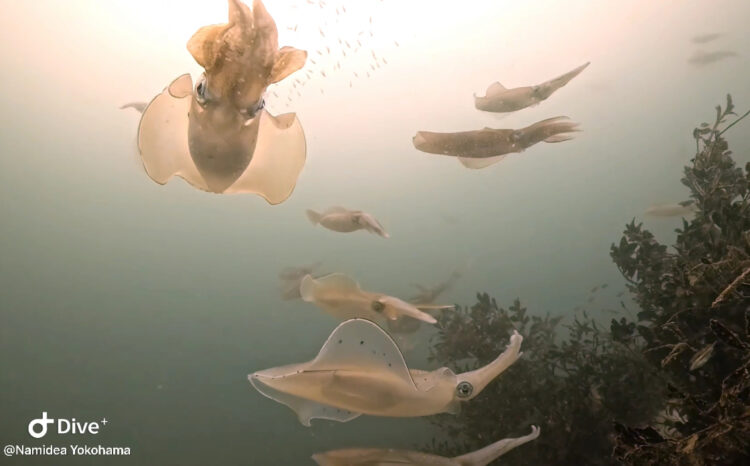 Namidea アオリイカ大爆発🦑