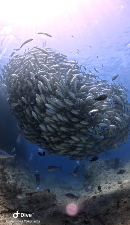 Namidea 絶賛渡嘉敷島ツアー&押切JAPAN🇯🇵粟国島遠征開催中🐟🐟🐟