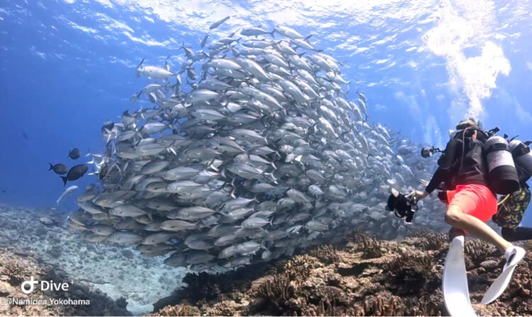 Namidea 絶賛渡嘉敷島ツアー&押切JAPAN🇯🇵粟国島遠征開催中🐟🐟🐟