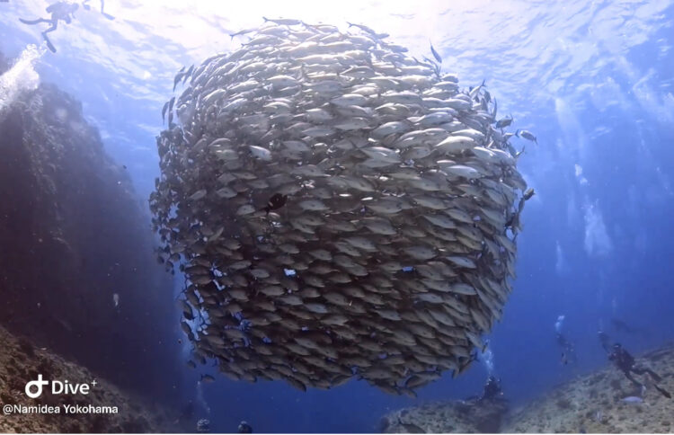 Namidea 渡嘉敷島&粟国島同時開催ツアー閉幕❗️