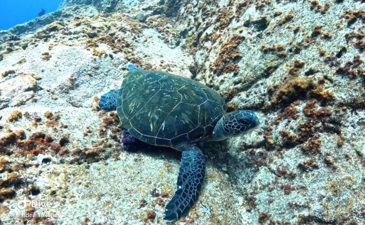 Namidea 2025年押切JAPAN🇯🇵Aポイント開幕!