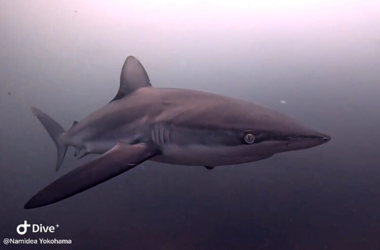 Namidea 2025年押切JAPAN🇯🇵Aポイント開幕!