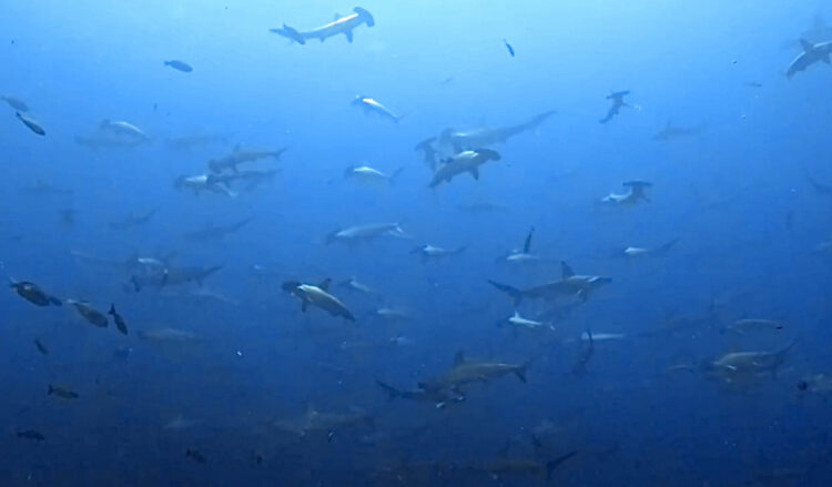 Namidea 押切JAPAN🇯🇵6月神子元島ツアー全勝でフィニッシュ🎉🎉🎉