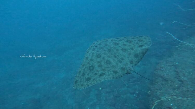 城ヶ島・ツバクロエイ