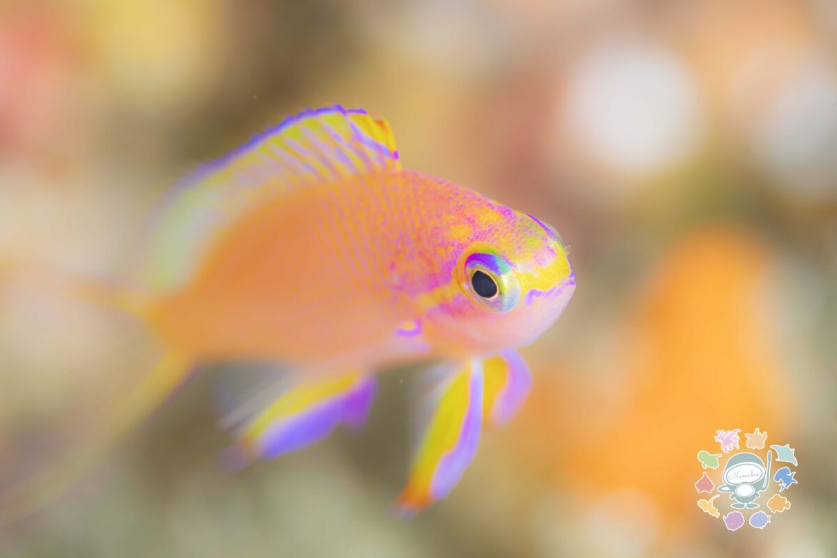 Namidea 2025年梅雨入り！