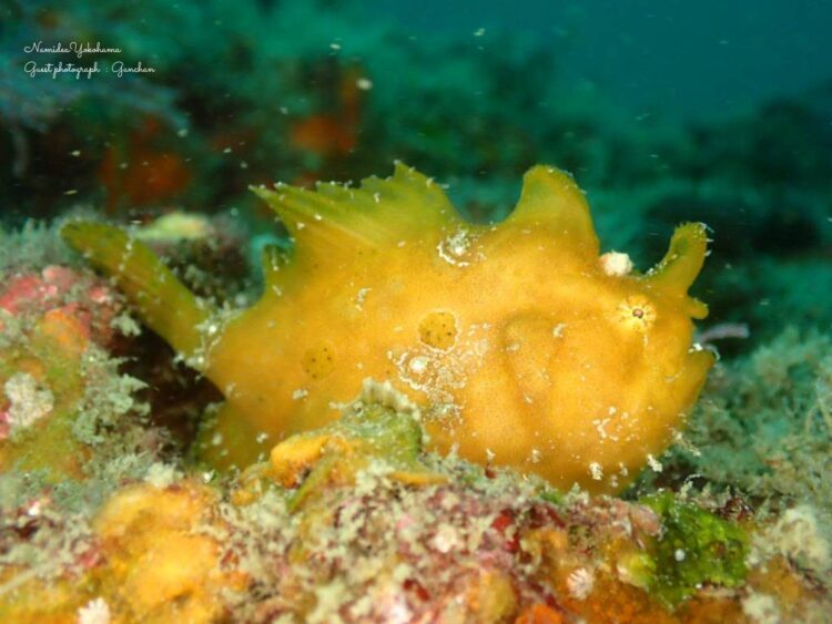 葉山　カエルアンコウ