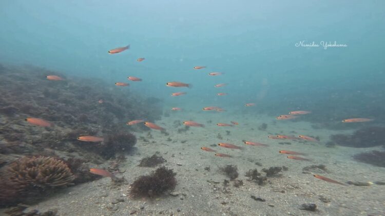 城ヶ島・チャガラ