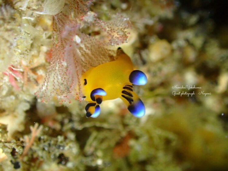 北川 ウデフリツノザヤウミウシ