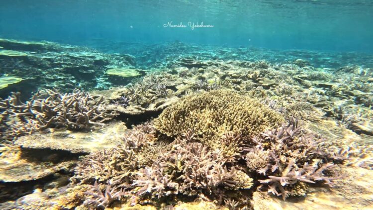 渡嘉敷島ツアー