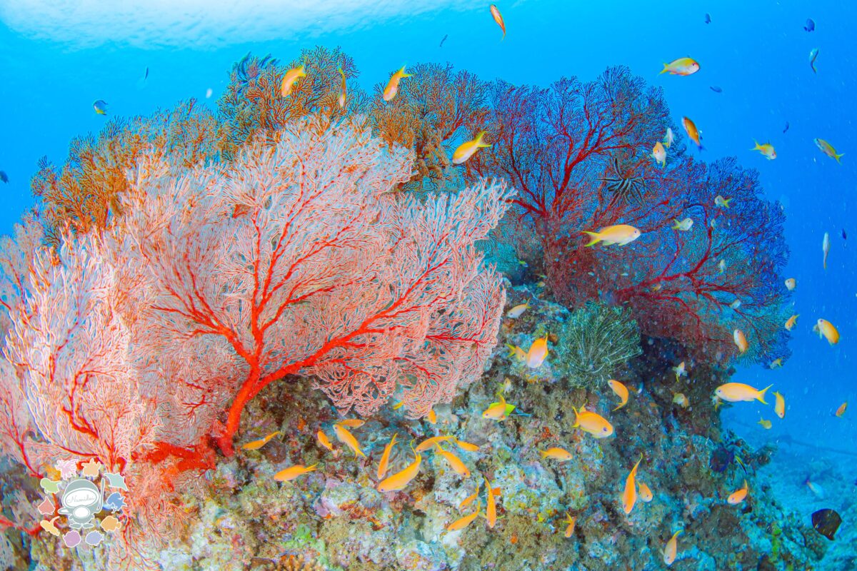 Namidea 7月のスタート！