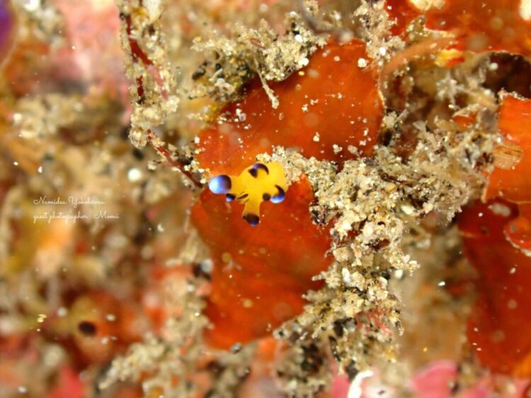 伊豆北川 極小ピカチュー