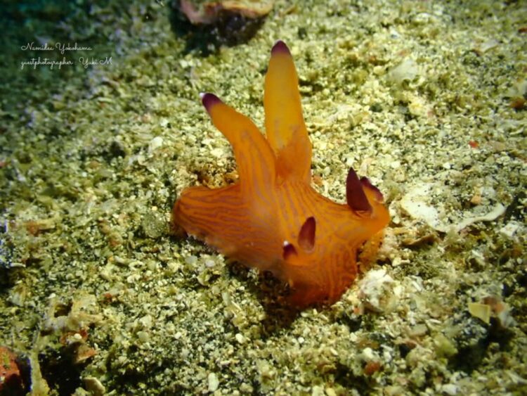 クチナシツノザヤウミウシ 
