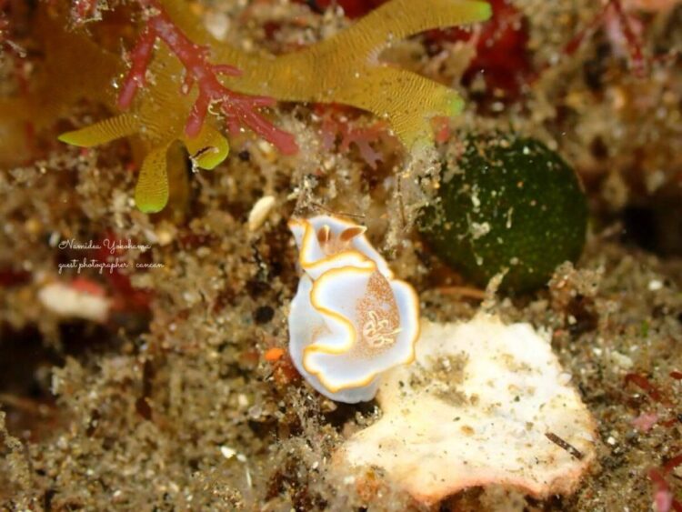 伊豆北川 キャラメルウミウシ