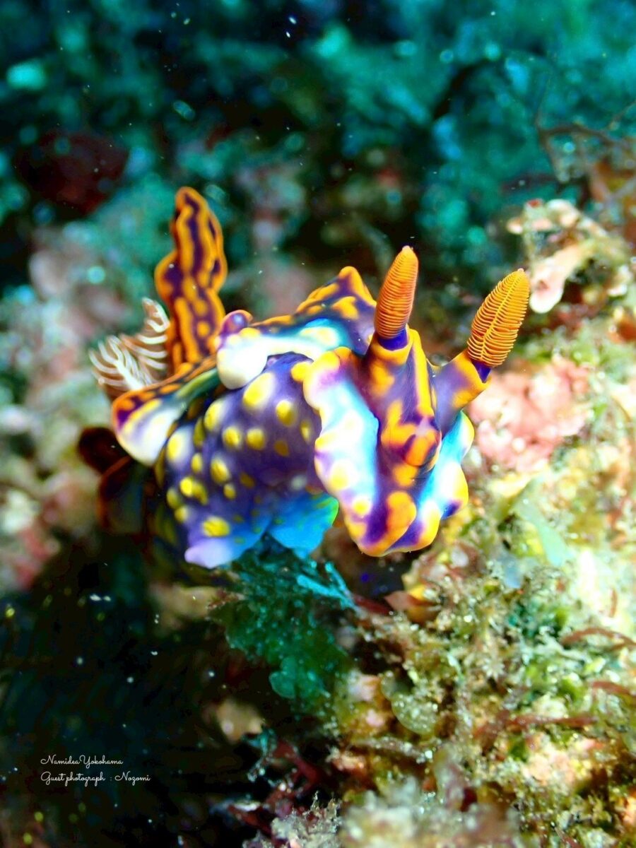 北川 ミアミラウミウシ