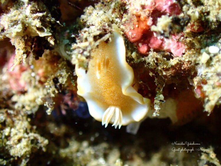 北川 キャラメルウミウシ