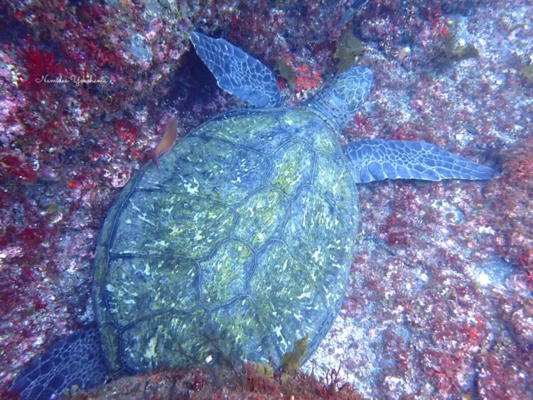 伊豆大島　カメ