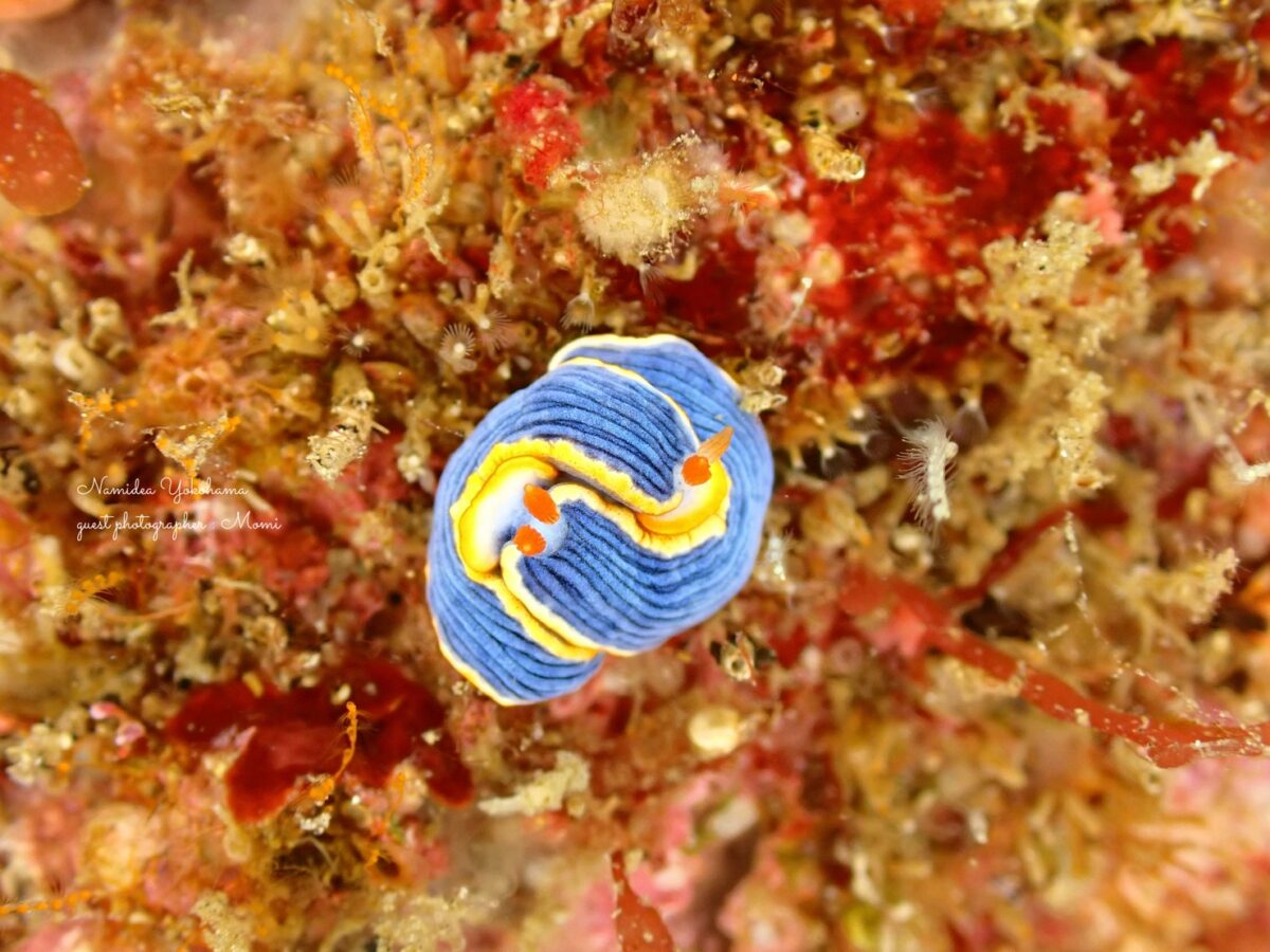 伊豆北川　サメジマオトメウミウシ