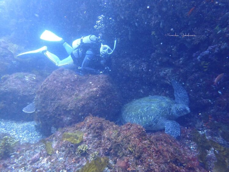 伊豆大島　カメ
