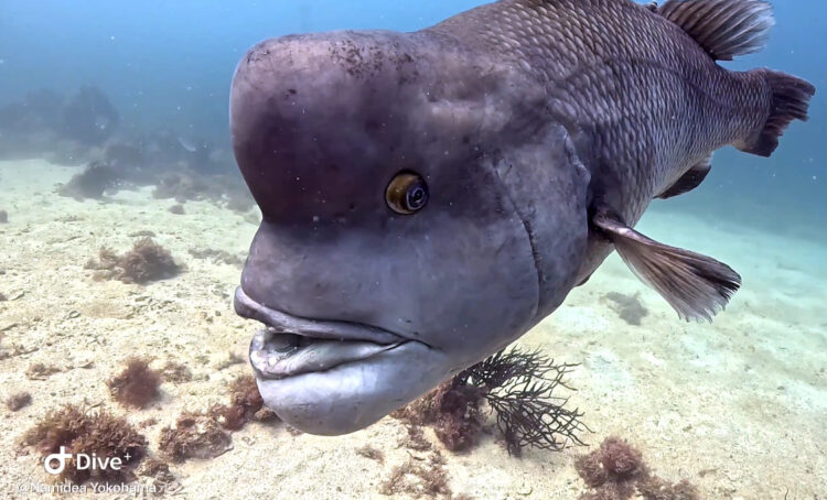 Namidea 初島でカメラ特訓!