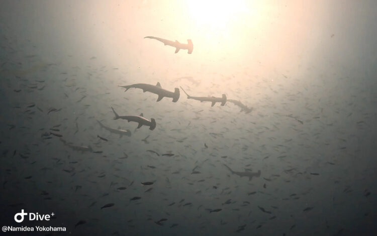 Namidea お盆休み真っ盛り❗️押切JAPAN🇯🇵神子元島ツアー開催🦈🦈🦈