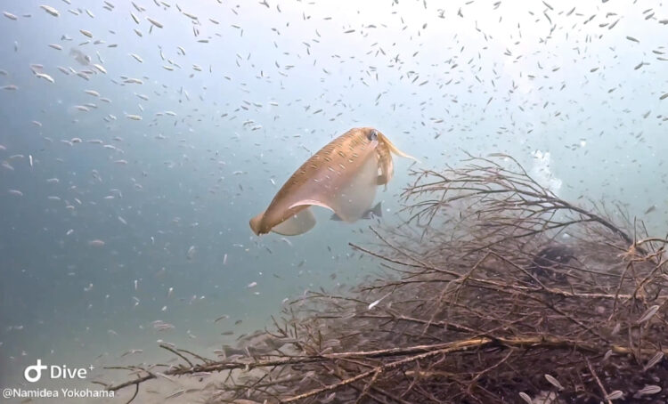 Namidea 富戸でメモリアルダイビング🎉体験チームは真鶴へ🐠